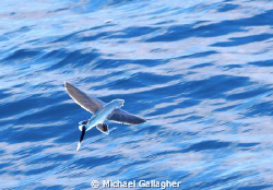 Flying fish at Cocos Island by Michael Gallagher 
